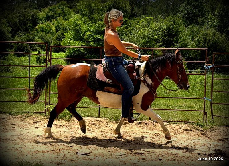 🧡Coca🧡Solid, Sensible Trail Mare 🌟