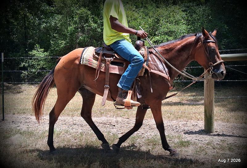 💚Sable • Beginner Safe & Family Safe Mare💚