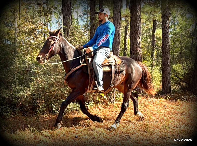 🧡Grace🧡 💔 ✨ The Underdog Who Deserves a Christmas Miracle ✨ 💔