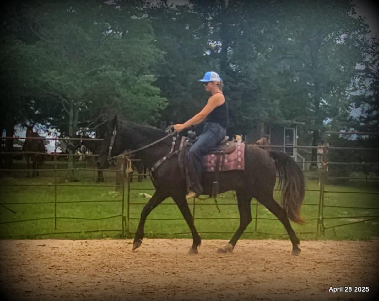 Midnight ***Gentle, Gaited Trail Gelding