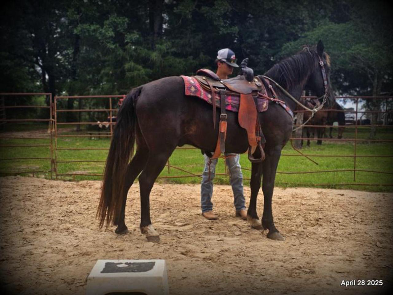 Midnight ***Gentle, Gaited Trail Gelding