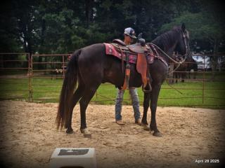 Midnight ***Gentle, Gaited Trail Gelding