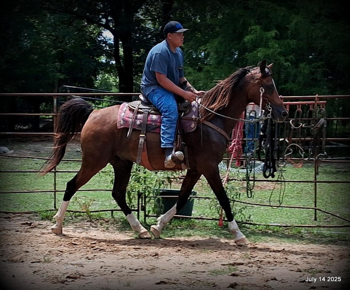 Cash- 11 Year Old Arabian Cross