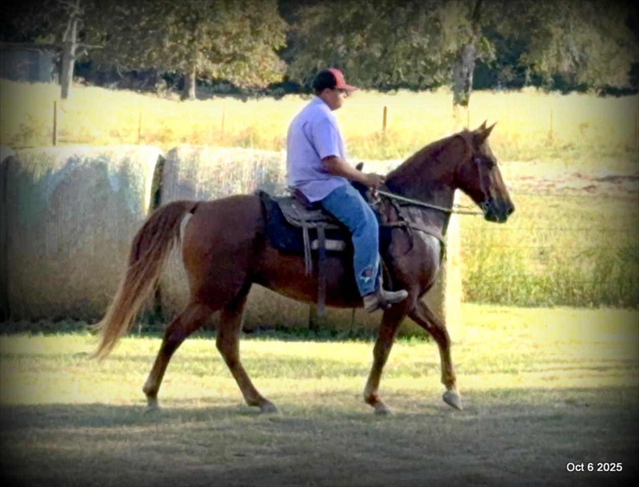 🌹 Meet Missouri – The Mare That Makes Every Ride Feel Like Home 🌹