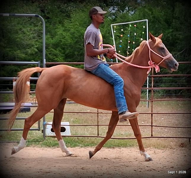 💚🐴 Blair • Kid Safe, Beginner Safe & Sweet Trail Mare💚
