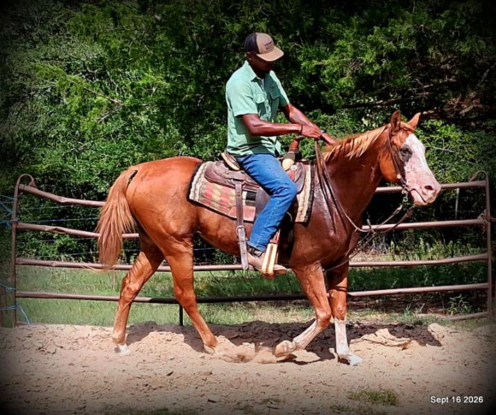 💚 Rocky | Kid-Safe Family Trail Gelding
