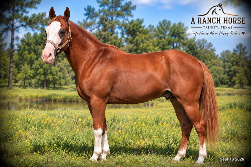 💚 Rocky | Kid-Safe Family Trail Gelding