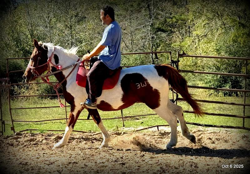 Jazzy – A Warrior Seeking Her Second Chance