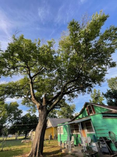 Tree Trimming