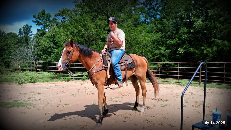 Bailey – Sweet Bay Gelding with a Heart of Gold