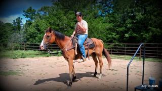 Bailey – Sweet Bay Gelding with a Heart of Gold
