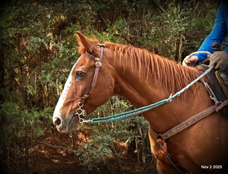 💚Ranger Safe for All Ages💚