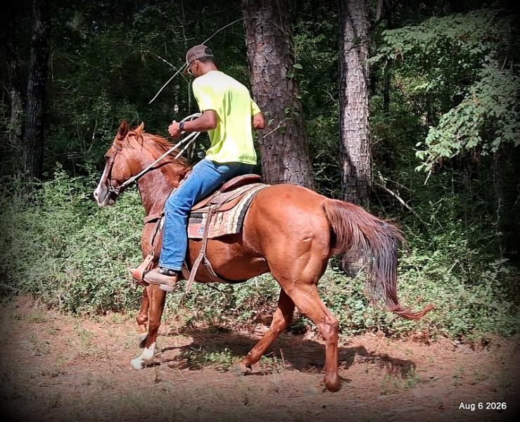 💛🐴 Scarlet • Ranch Experienced, Trail Ready & Ready to Ride💛