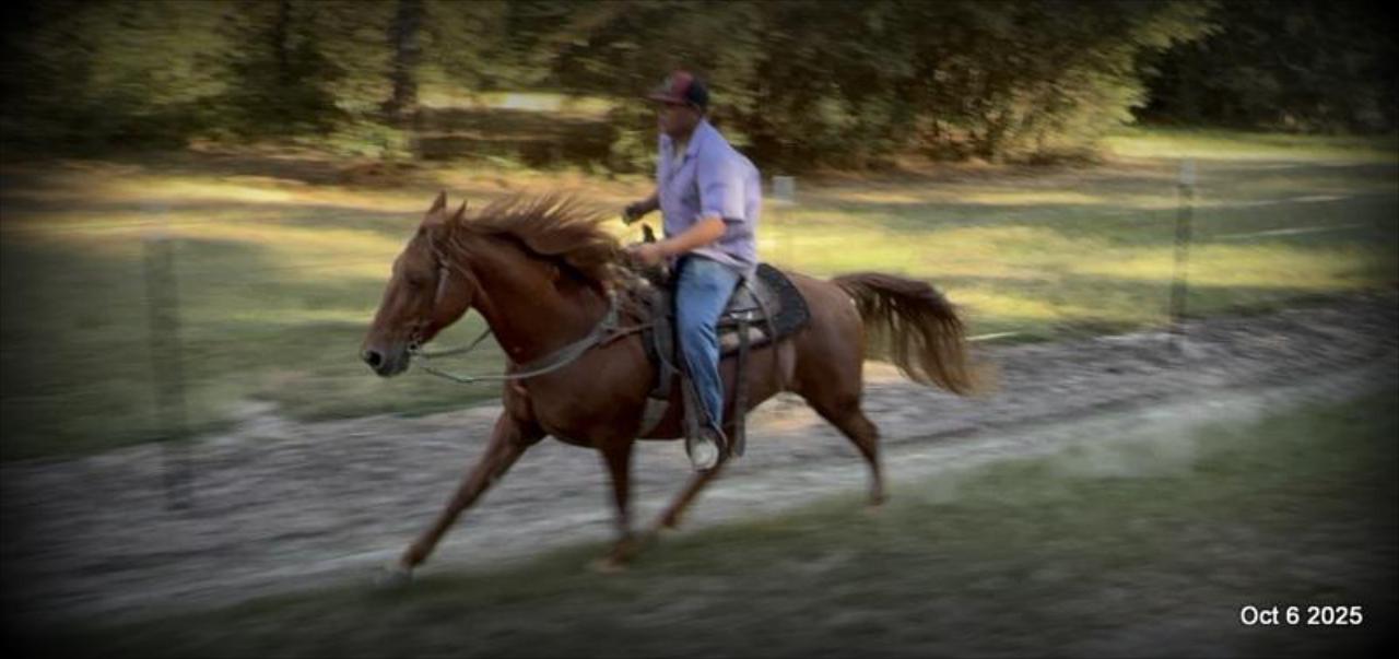 🌹 Meet Missouri – The Mare That Makes Every Ride Feel Like Home 🌹