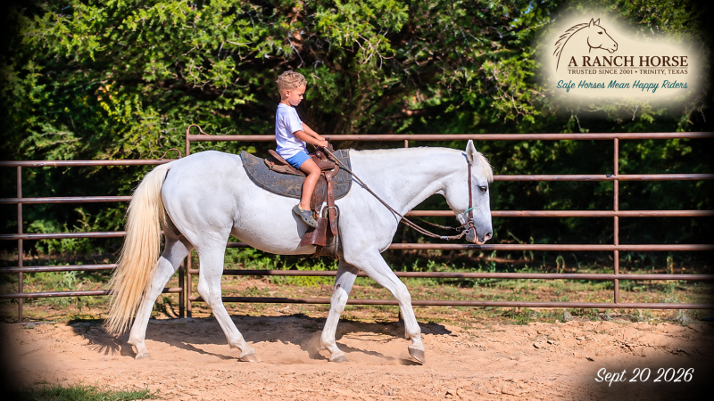 💛 Wisp | Beginner-Safe Paso Fino Mare