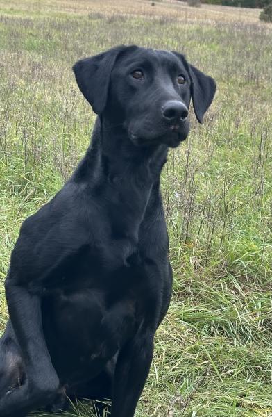 SDK&#39;s HIGH SPEED LOW DRAG &quot;Flyr&quot;