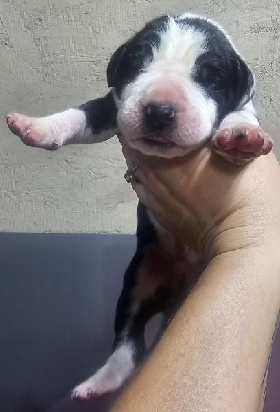 Mantle Male Orange Collar