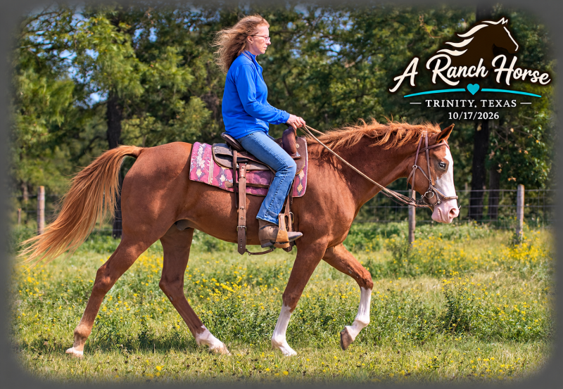 💚 Rocky | Kid-Safe Family Trail Gelding