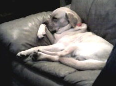 Don’t get rid of the dog! Keep that beautiful chair.