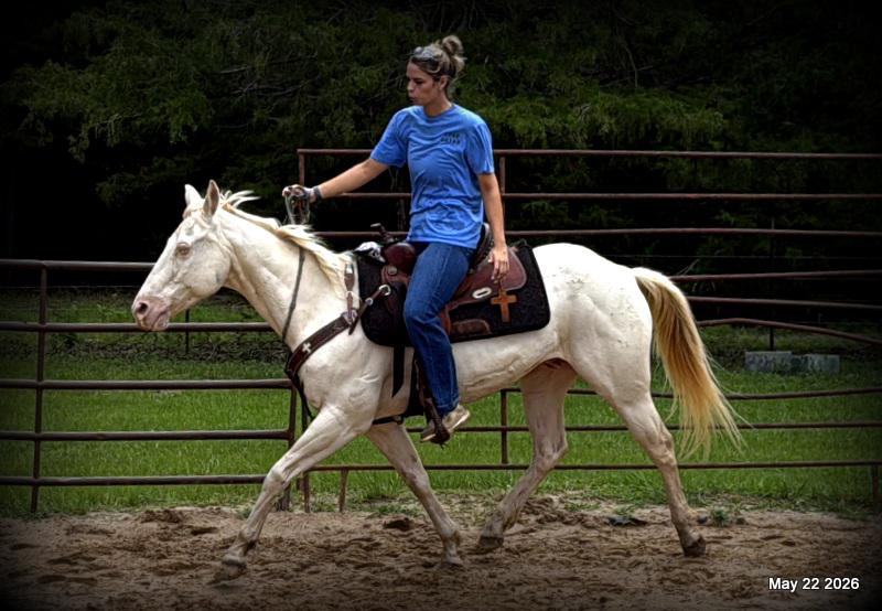 💚Prince💚Meet Prince: Your Dream Riding Partner! 👑