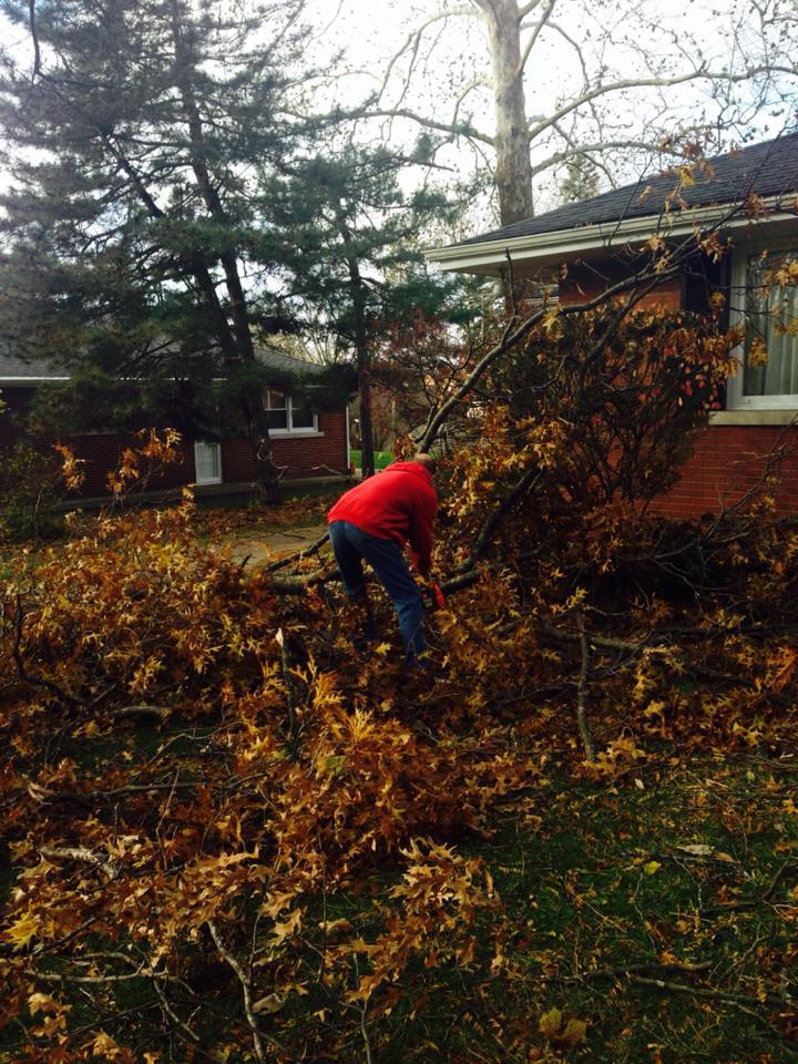 STUMP REMOVAL