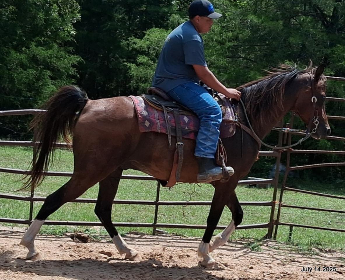 Cash- 11 Year Old Arabian Cross