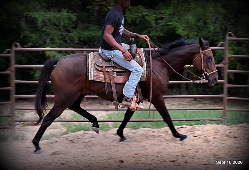 💚 Cat | Kid & Beginner Safe Family Trail Mare