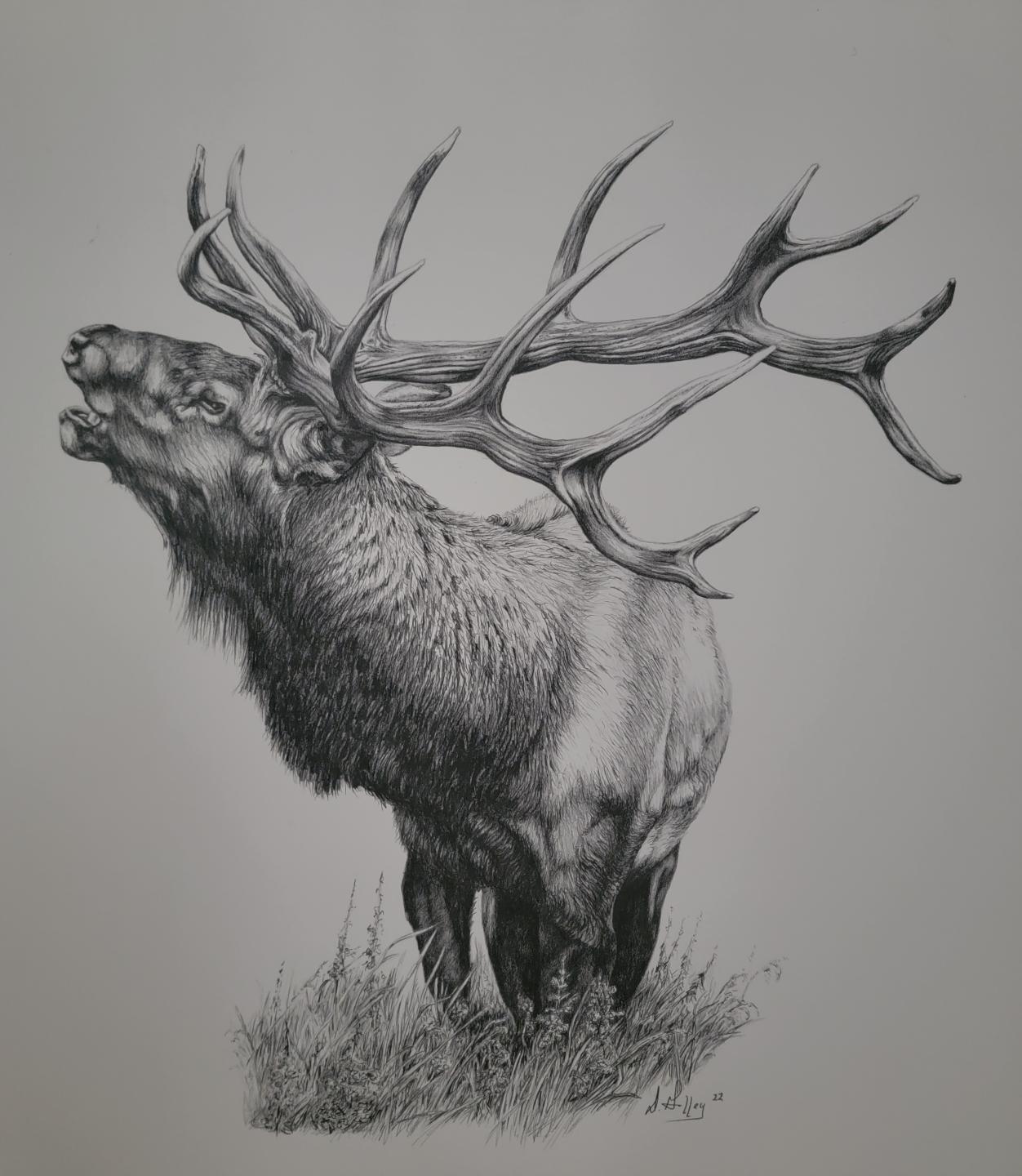 Elk Print