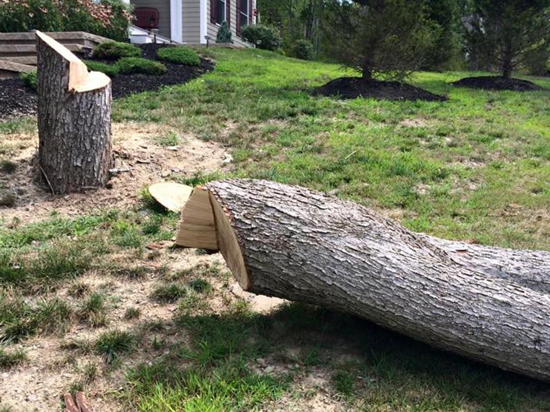 Tree Removal