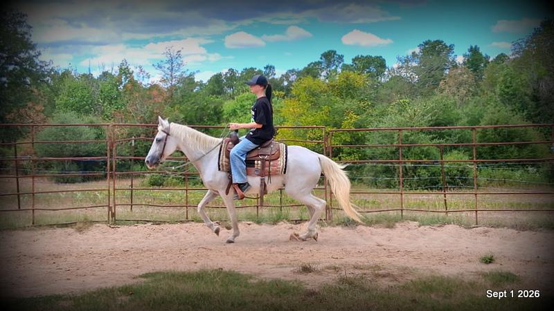 💛 🐴 Wisp • Beginner Safe, Smooth & Gentle Trail Mare 💛