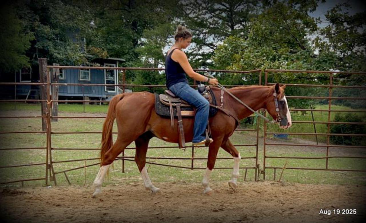 Cooper Amazing Beginners Horse