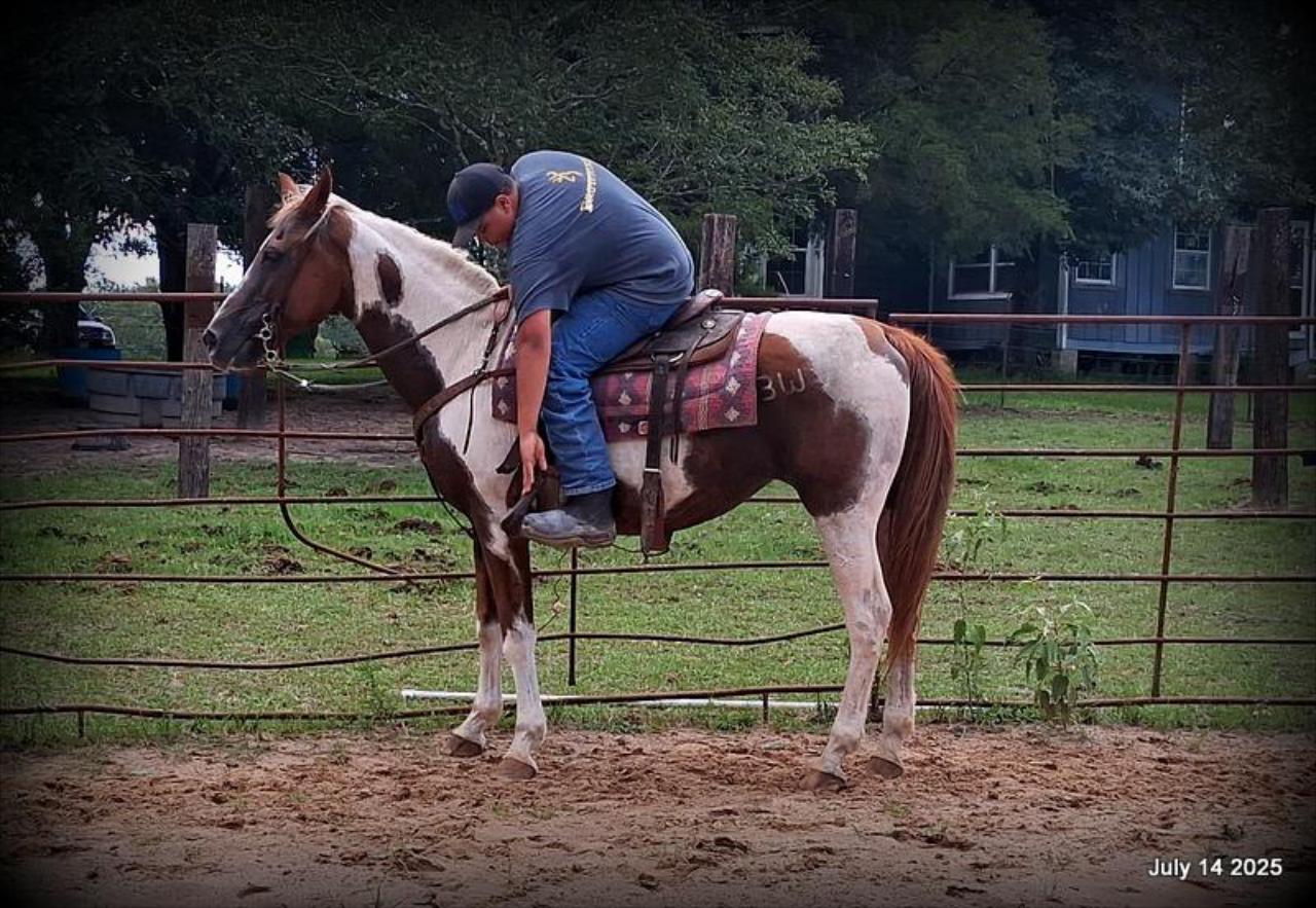 Jazzy – Beautiful Paint Mare with a Heart of Gold