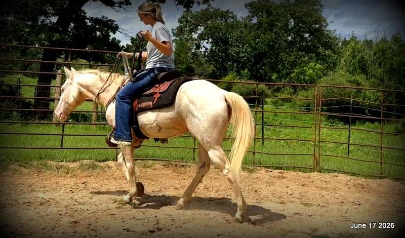 💚Prince💚Meet Prince: Your Dream Riding Partner! 👑