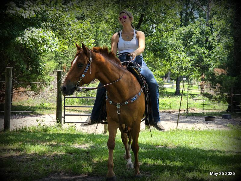 Smart Little Buzz AKA hawk