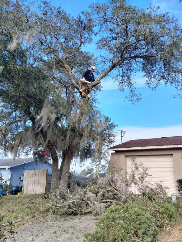 E.J.R Tree Service climber taking down a large oak beside a home