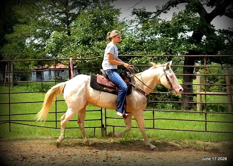 💚Prince💚Meet Prince: Your Dream Riding Partner! 👑