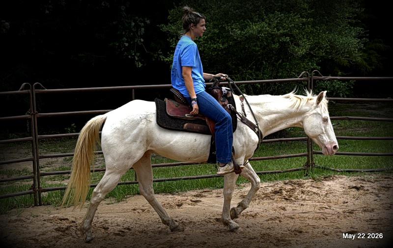 💚Prince💚Meet Prince: Your Dream Riding Partner! 👑