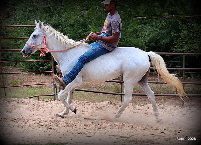 💛 🐴 Wisp • Beginner Safe, Smooth & Gentle Trail Mare 💛