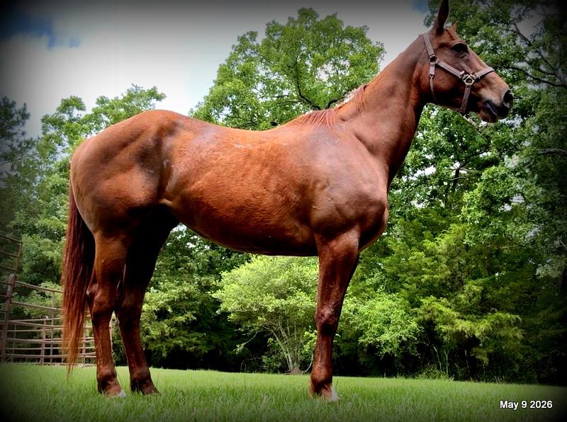 ❤️Mocha❤️Mare with a Story Still Being Written 🌟