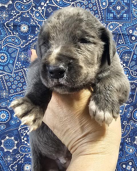 Blue Male Blue Collar