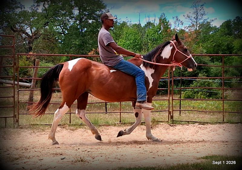 💛 🐴 Milly • Beginner Safe, Confident & Smooth Trail Mare💛