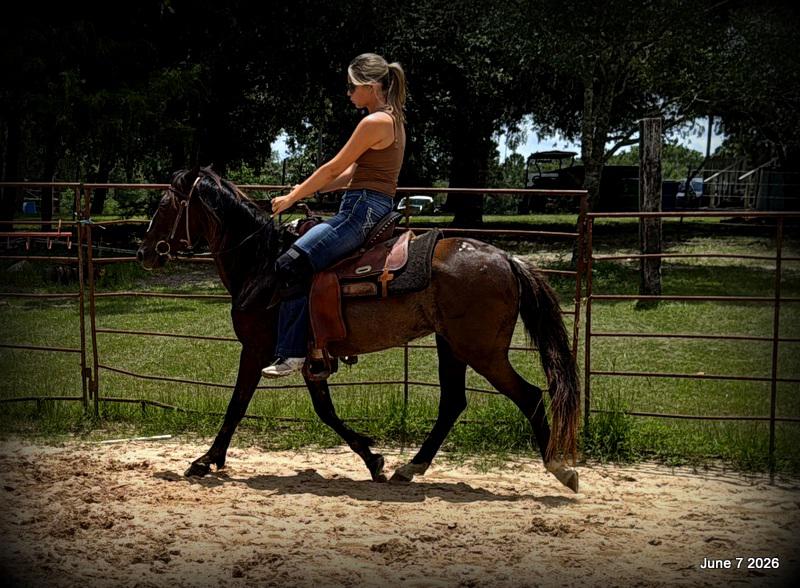 💛Bugs💛Smooth-Gaited Trail Mare 🌟
