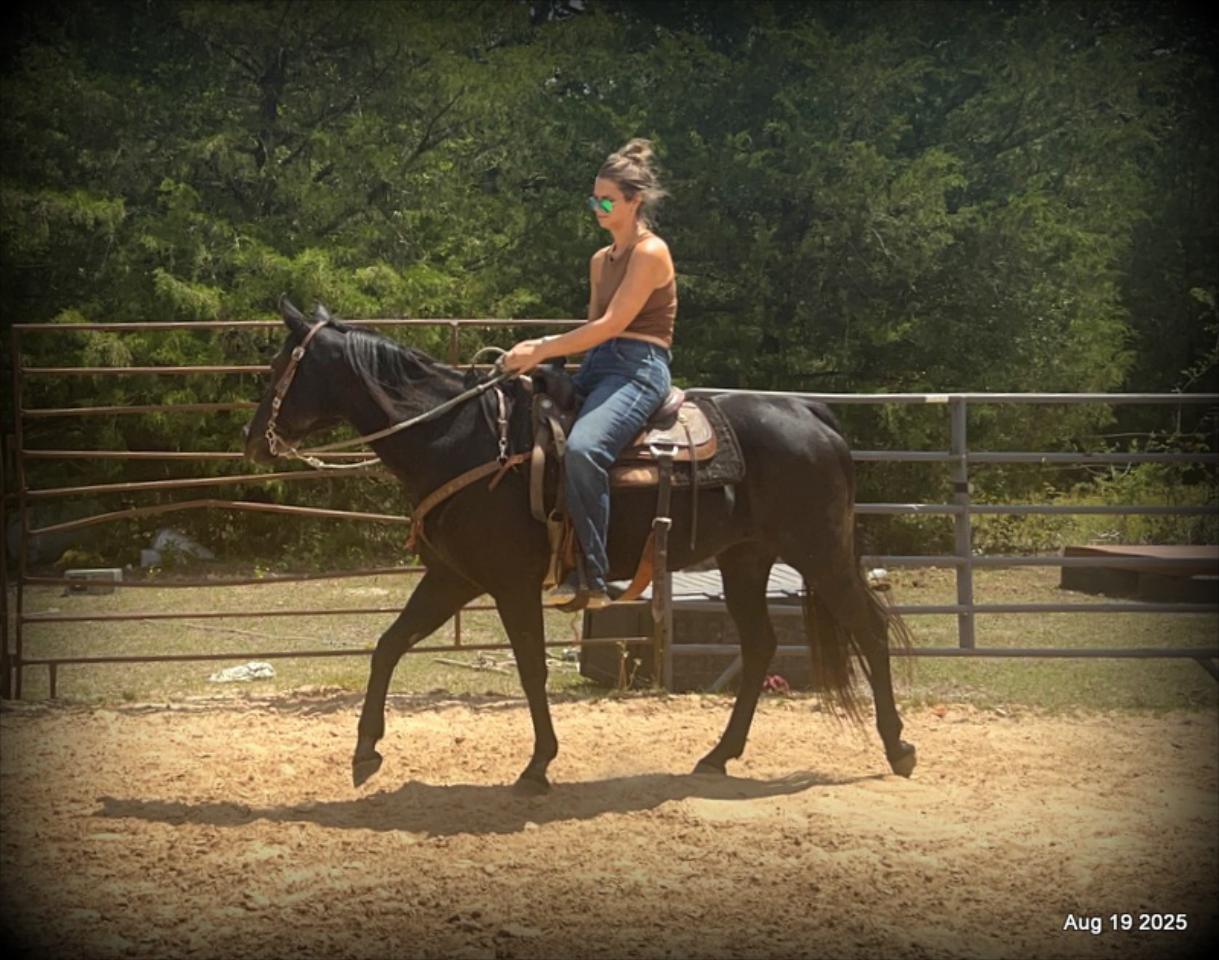 For Sale: Raven – 15-Year-Old Black Mare