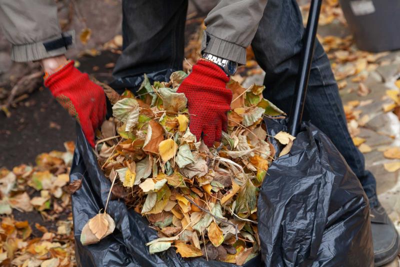 LEAF REMOVAL