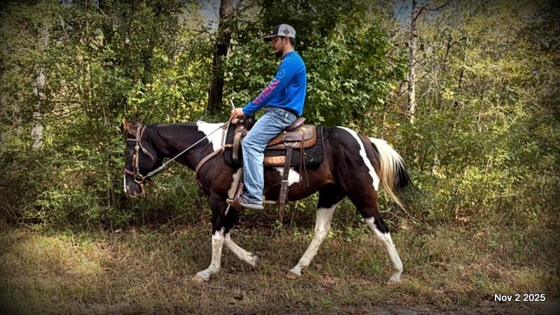 🧡Ragan🧡🎄 ✨ A Christmas Dream Horse Looking for Her Forever Home ✨ 🎄