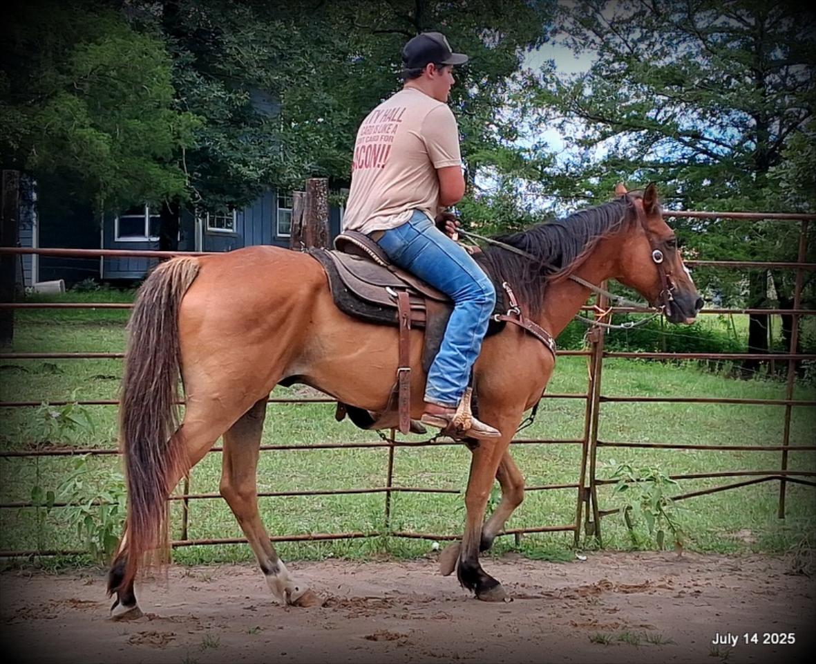 Bailey – Sweet Bay Gelding with a Heart of Gold