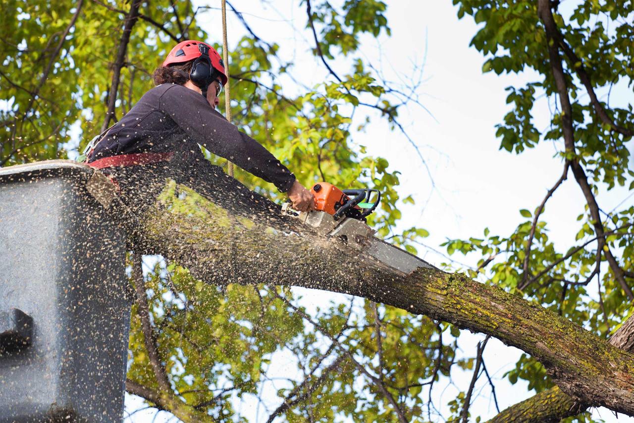 Benefits of pruning