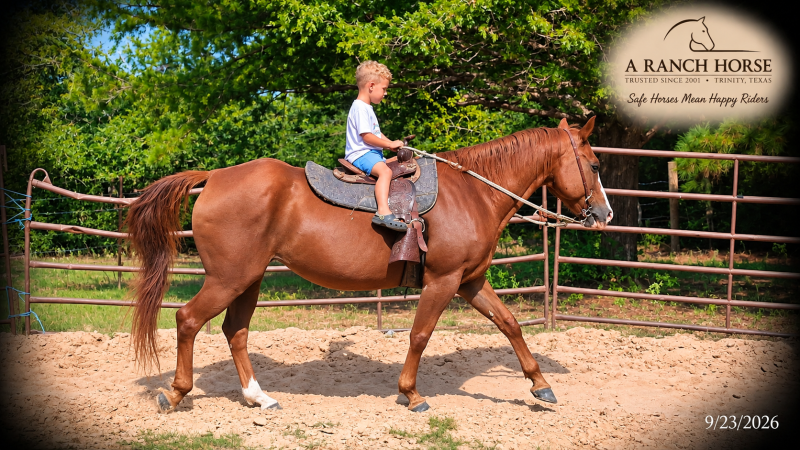 💚Brandy | Our #1 Kid-Safe Horse 💚