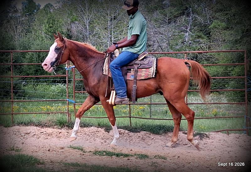 💚 Rocky | Kid-Safe Family Trail Gelding