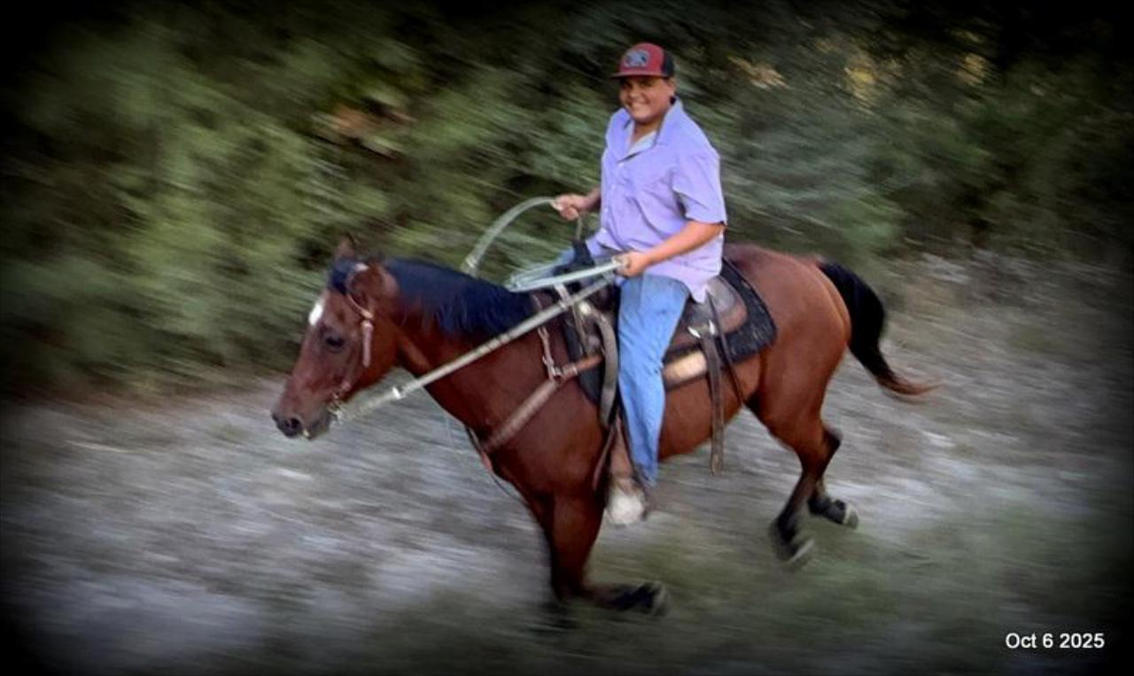 🌟 Meet Brownie – Your All-Around Ranch and Trail Partner 🌟